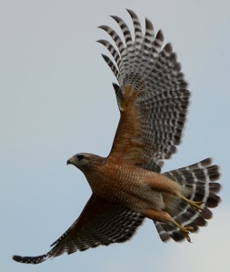 Red-shouldered_hawk_taking_flight